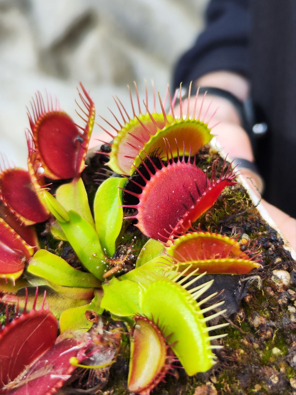 Венерина Мухоловка СД Кронос (Dionaea Muscipula Sd Kronos) D9см