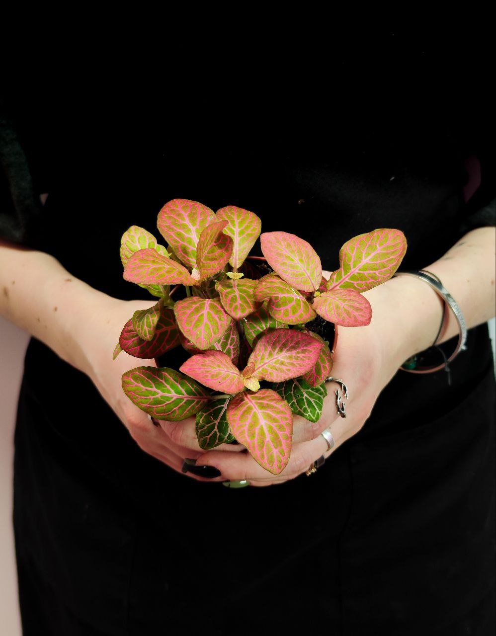 Фиттония Вершаффельта Пинк (Fittonia Verschaffeltii Pink) D8,5см