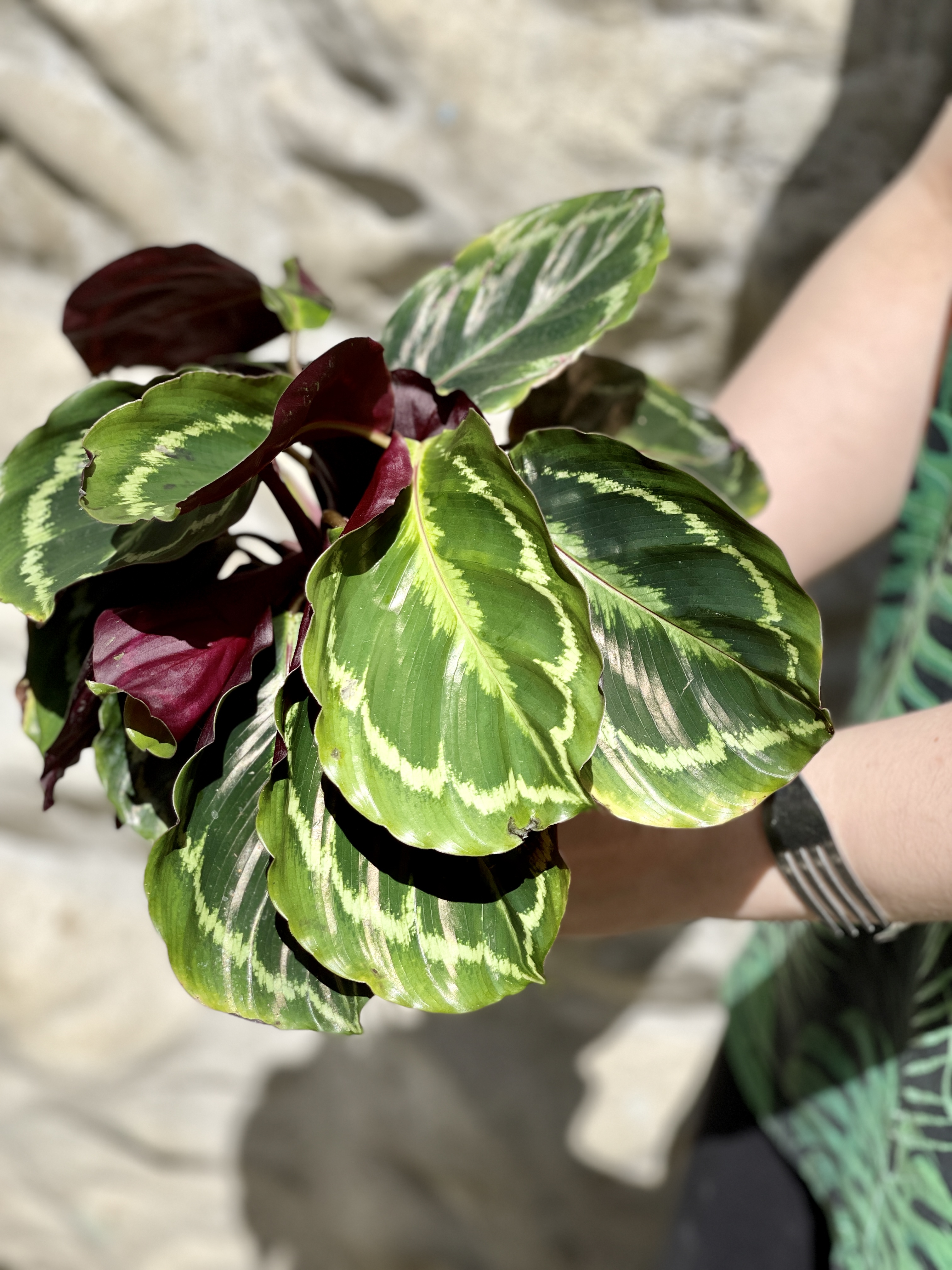 Калатея Медальон (Calathea Roseopicta Medallion) D12см