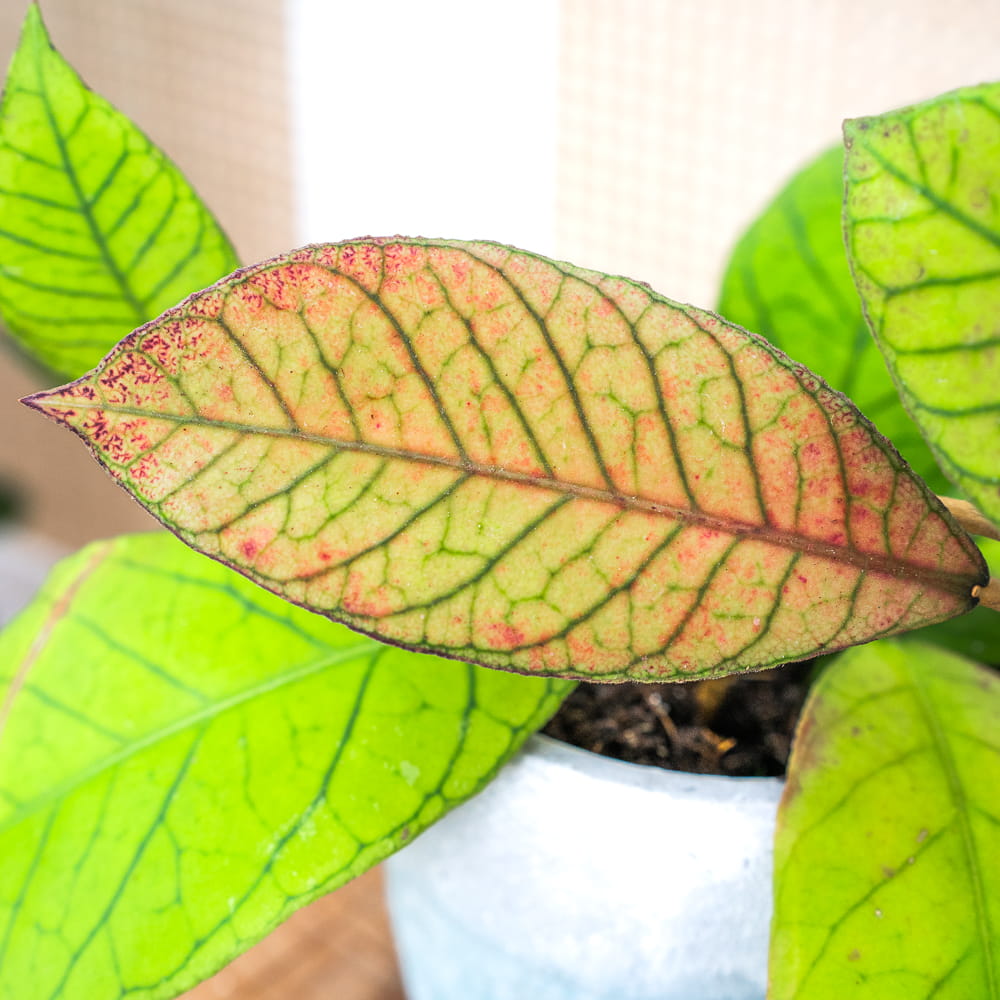 Хойя Сабах (Hoya Callistophylla Sp. Sabah) D12см