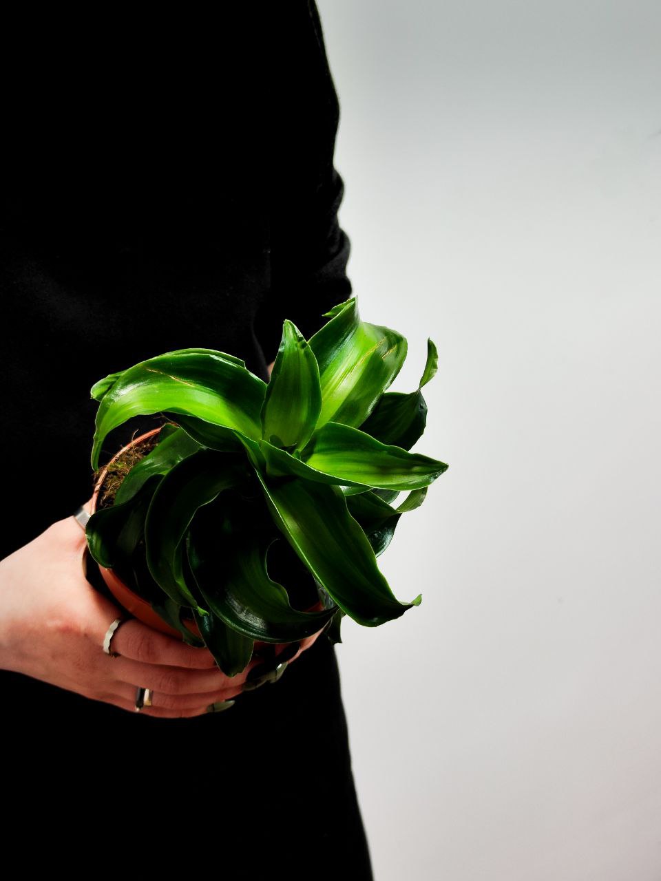 Драцена Твист (Dracaena Fragrans Dragontree Twist) D12см