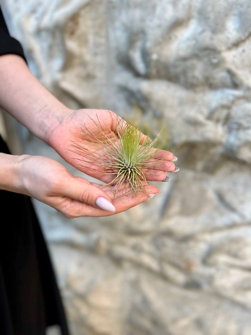 Тилландсия Андреана (Tillandsia Andreana)