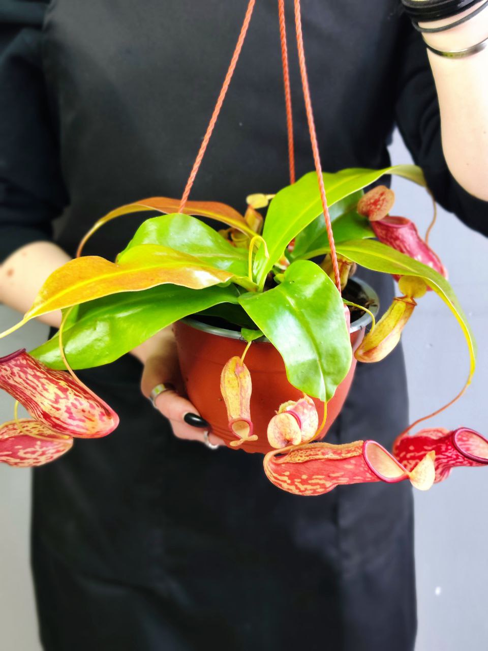 Непентес Гая (Nepenthes Gaya) D14см в подвесном кашпо
