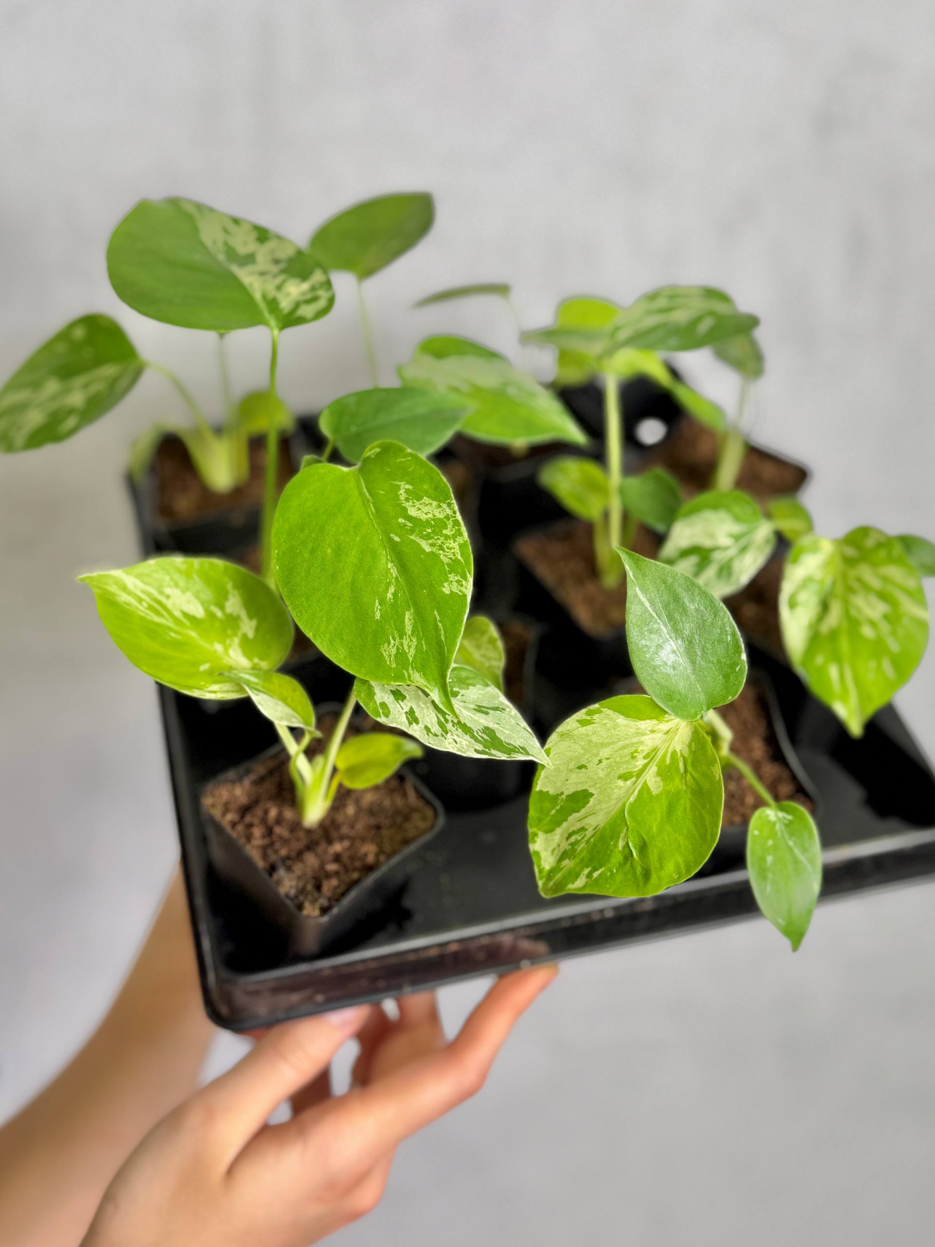 Монстера Бульбазавр (Monstera Bulbasaur) D6см