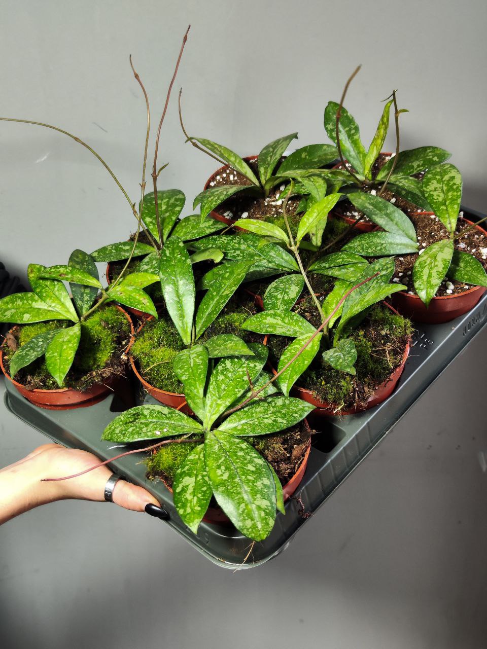 Хойя Крассиопетиолата Сплеш (Hoya Crassipetiolata Splash) D10см
