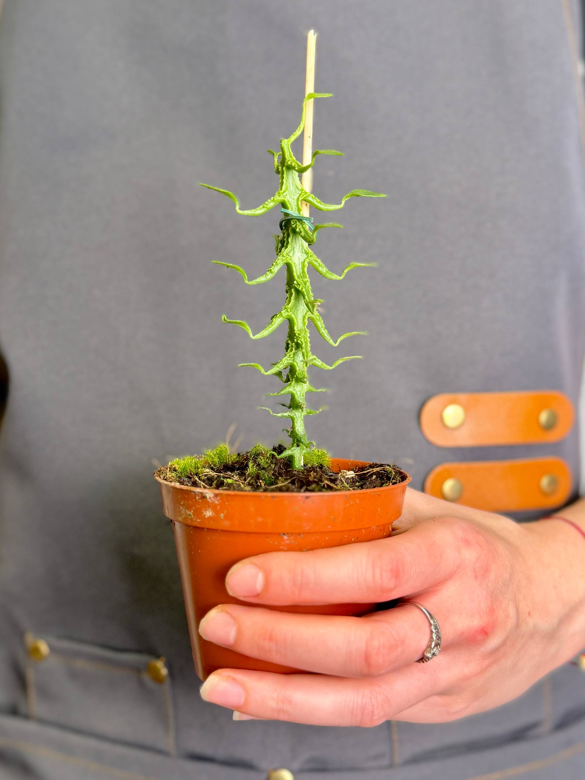 Церопегия Симона (Ceropegia Simoneae) D8см