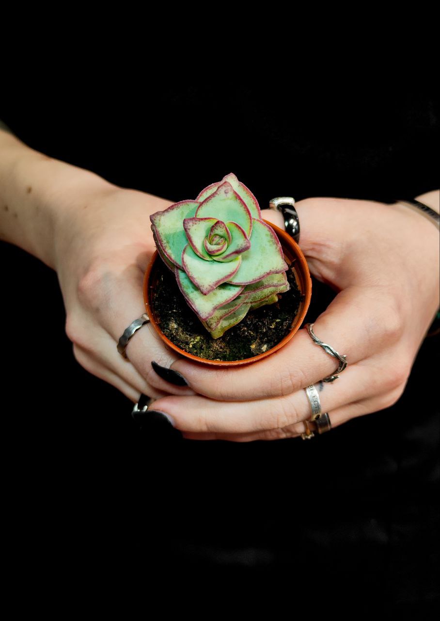 Крассула Перфората Мэджик Одиночный (Crassula Perforata Magic) D5см