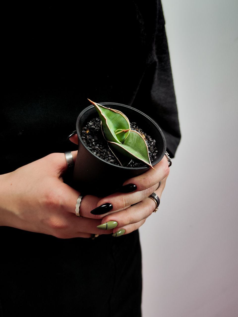 Сансевиерия Альмонд Сильвер (Sansevieria Almond Silver) D7,5см