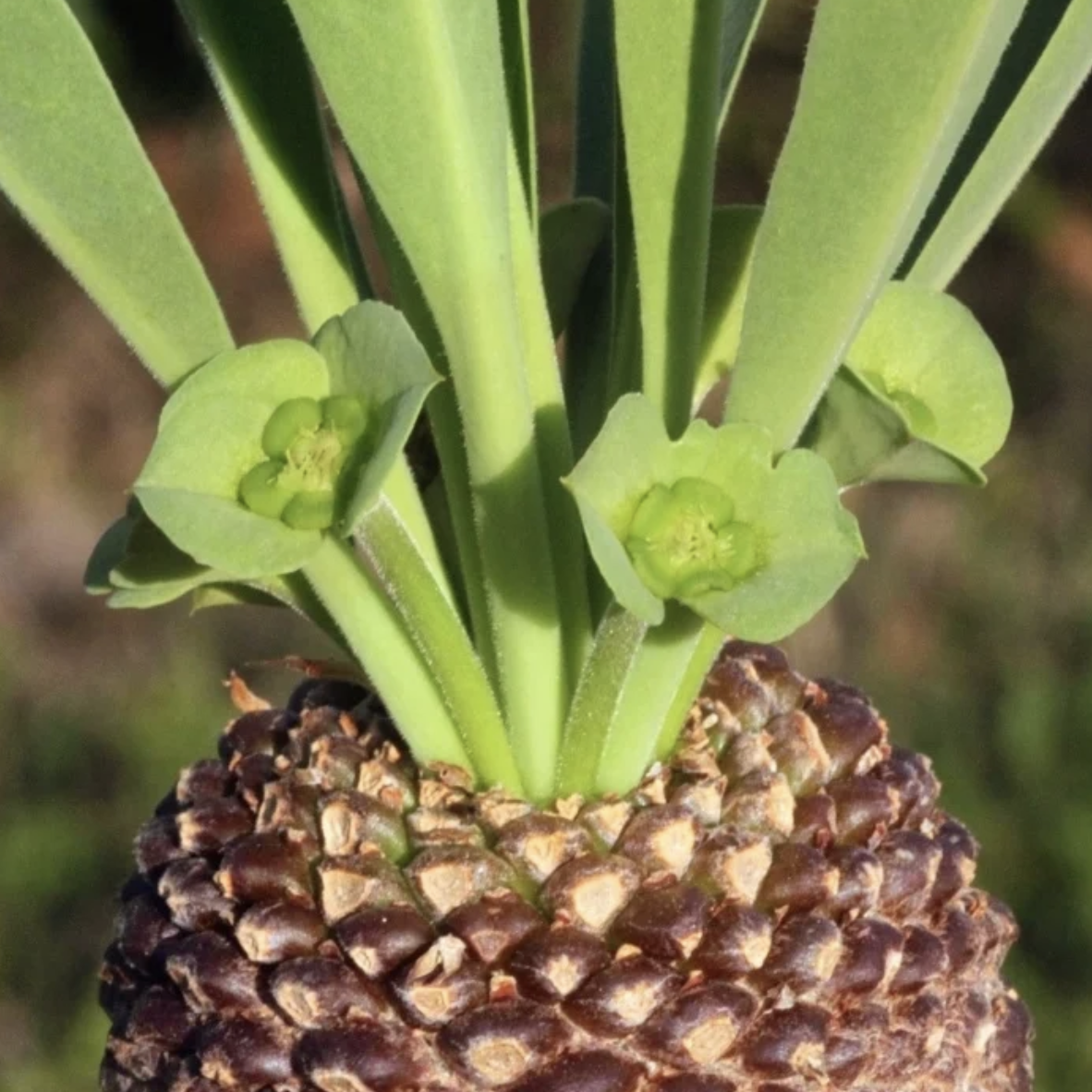 Эуфорбия Буплеурифолията (Euphorbia Bupleurifolia) D5см