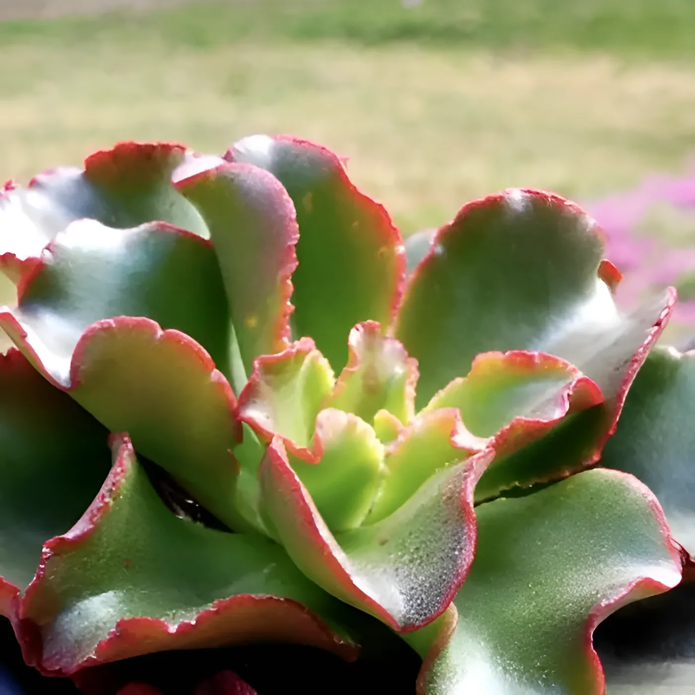 Эхеверия Курли Ред (Echeveria Curly Red) D5см