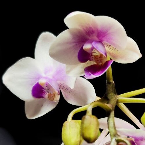 Орхидея Фаленопсис Мини Мэджик (Phalaenopsis Multiflora Magic) D6см