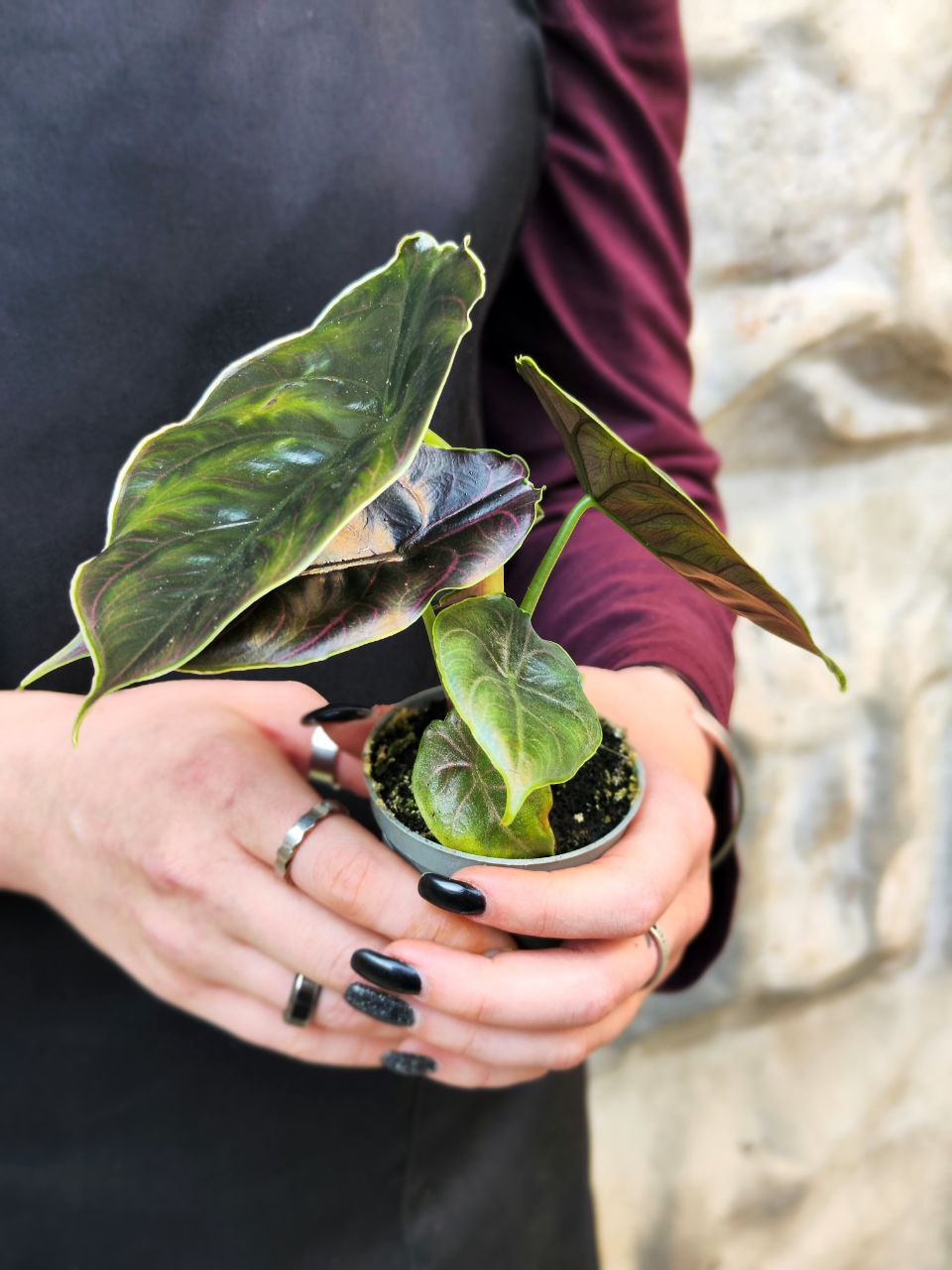 Алоказия Азлани (Alocasia Azlanii) D6см