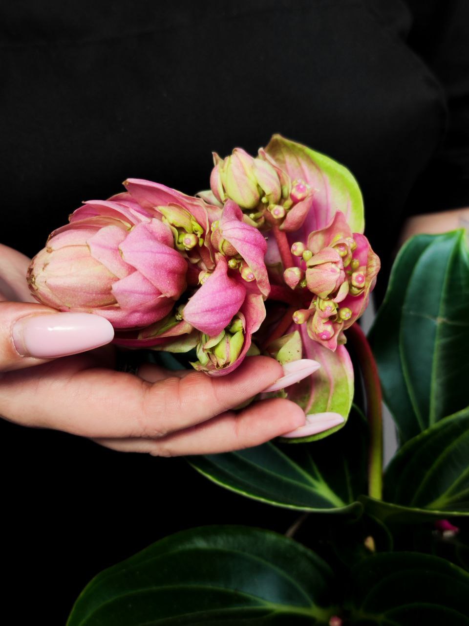 Мединилла Кэнди Пикколино (Medinilla Candy Piccolino) D14см