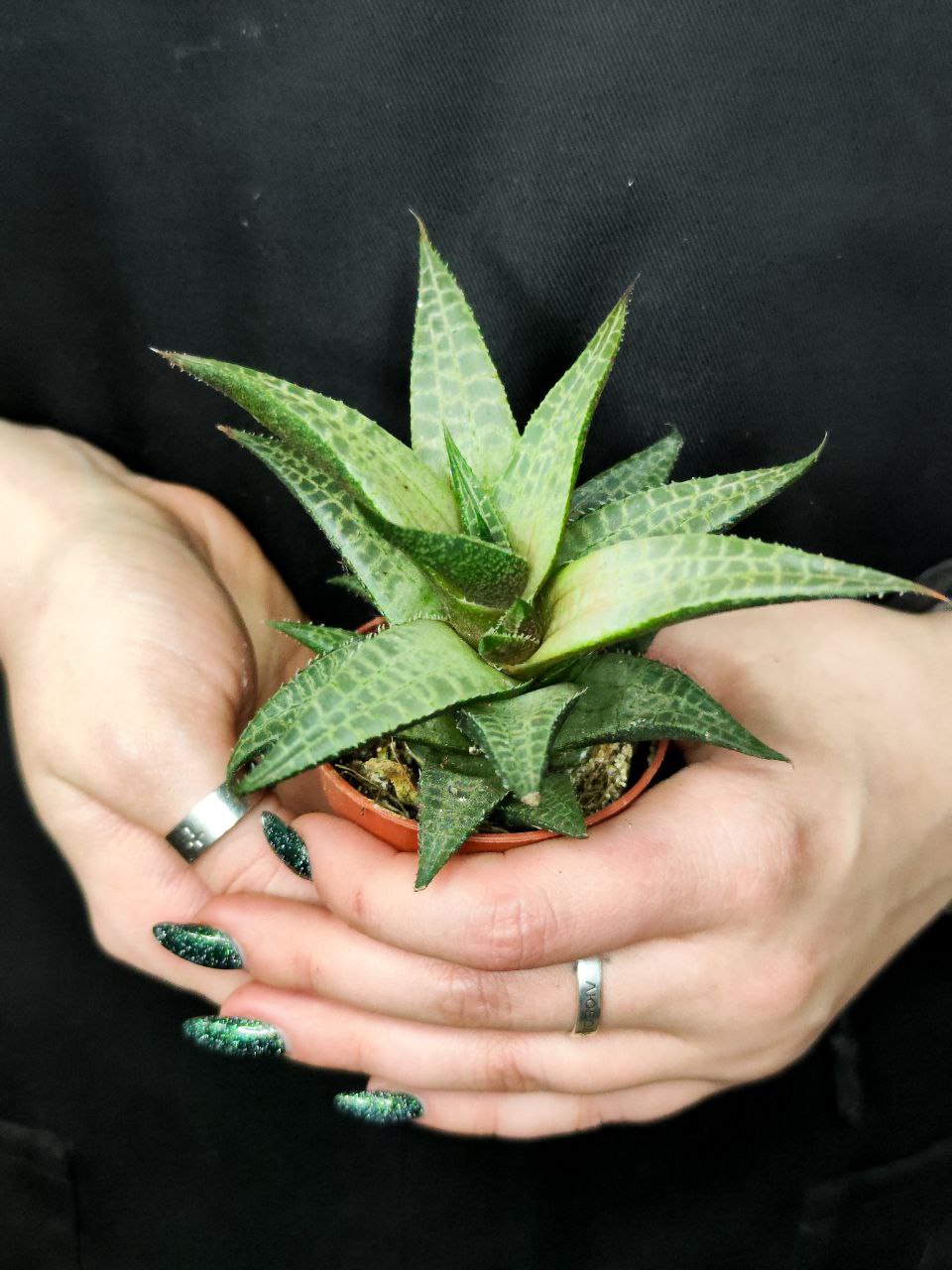 Хавортия Тесселата, Шахматная (Haworthia Tesselata) D5см