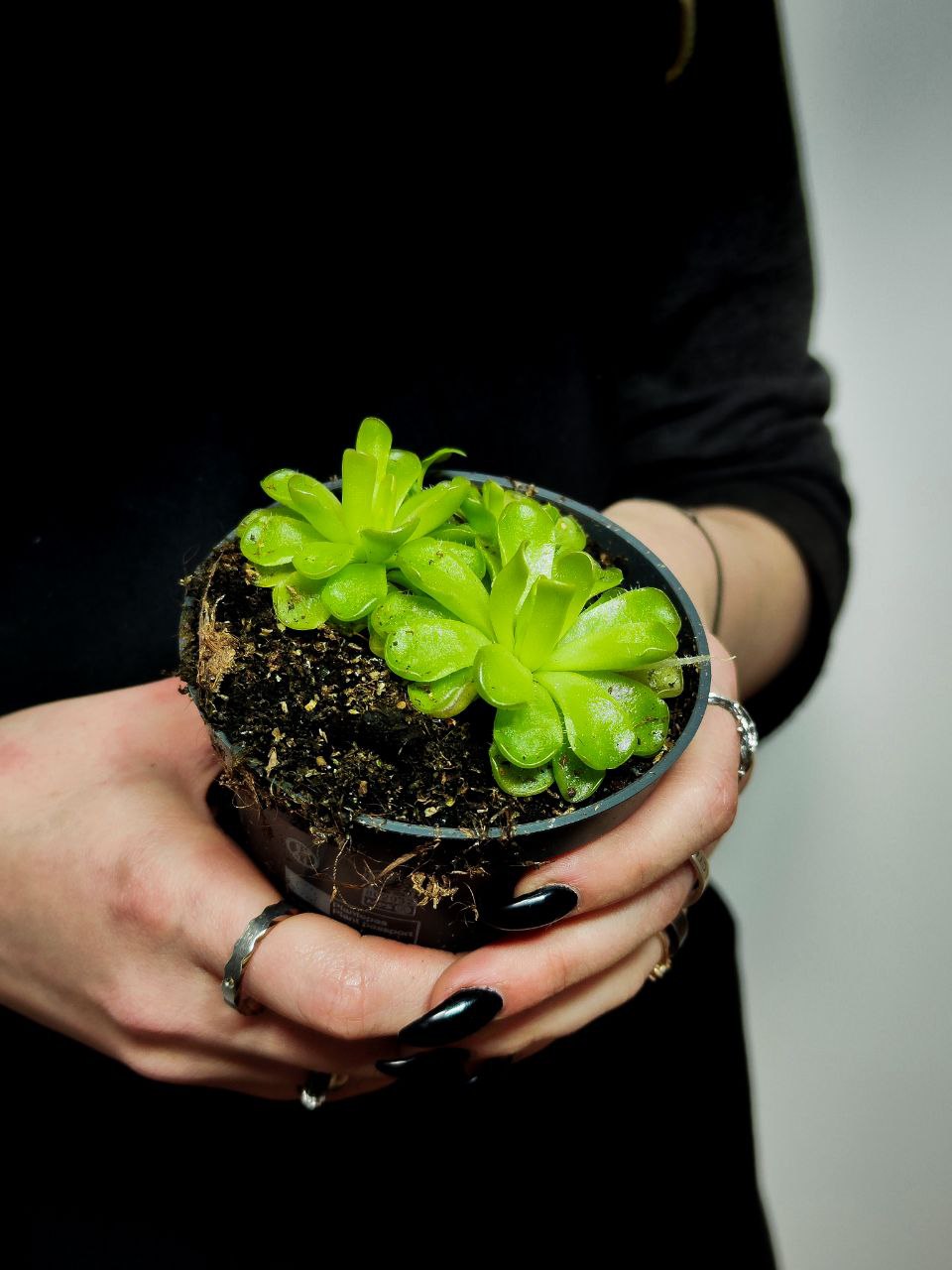 Жирянка Кандой (Pinguicula Kondoi) D9см