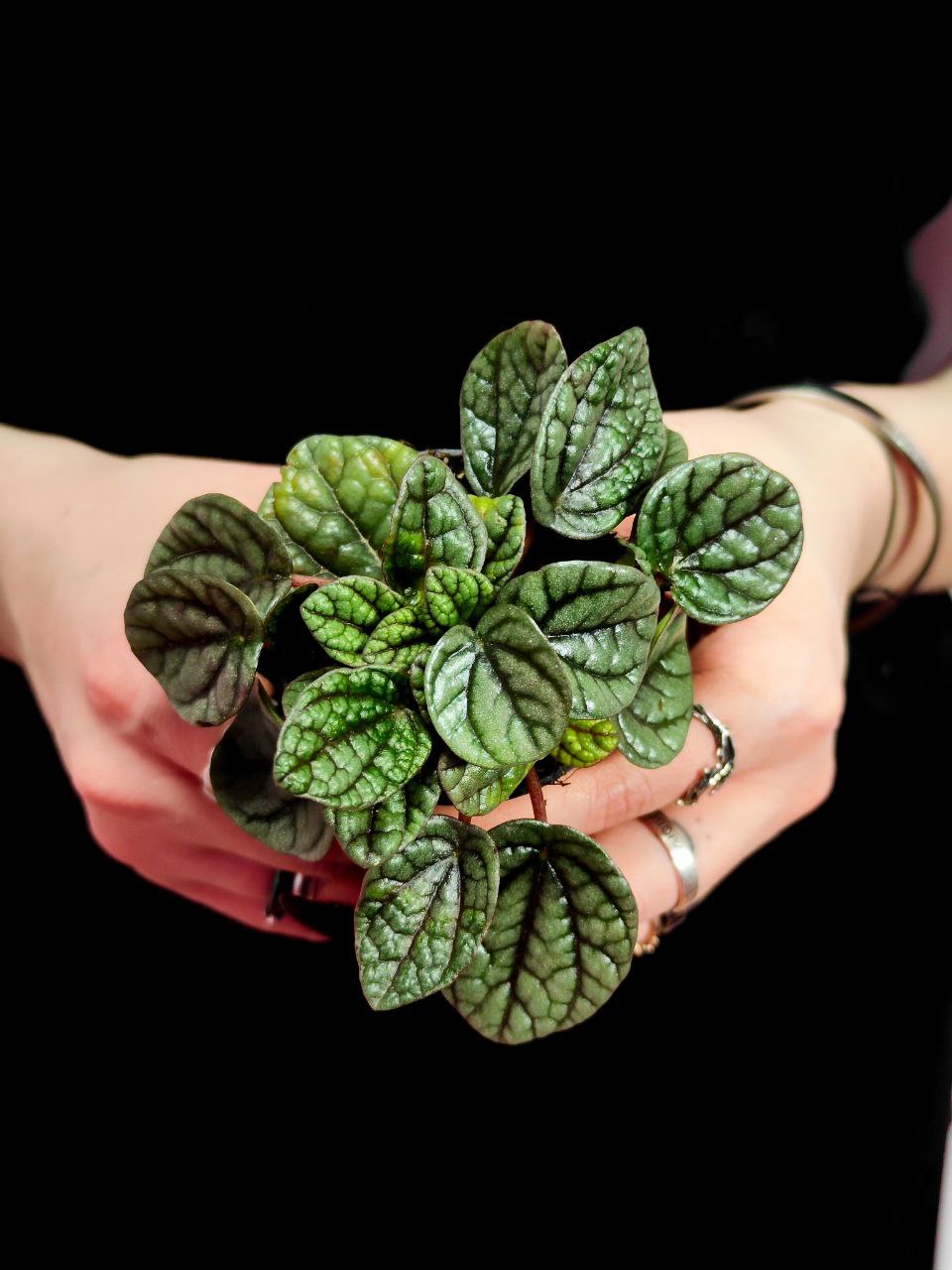 Пеперомия Грейхаунд (Peperomia Greyhound) D5см