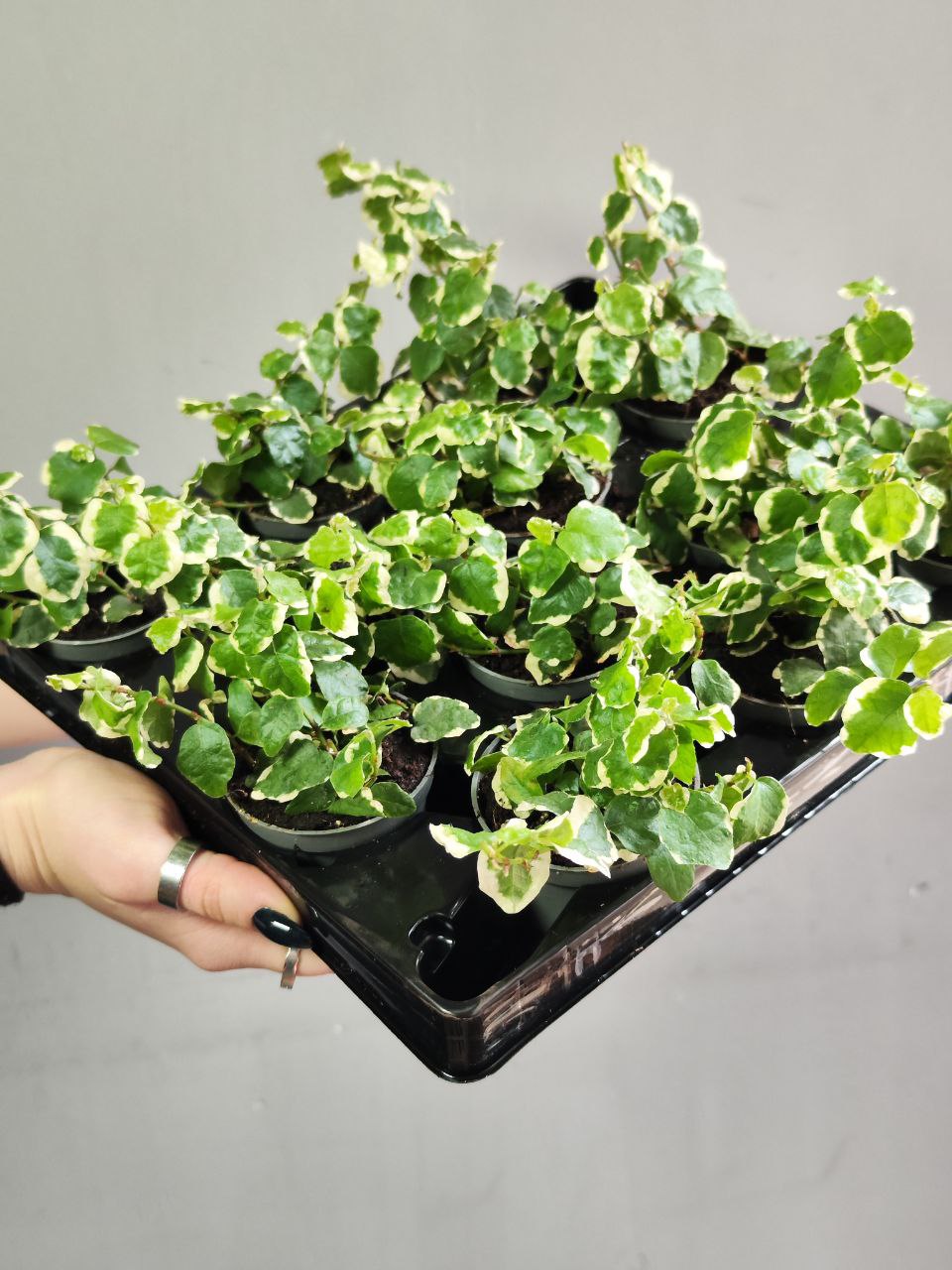 Фикус «Пумила Белла Санни» (Ficus Pumila Belle Sunny) D6см