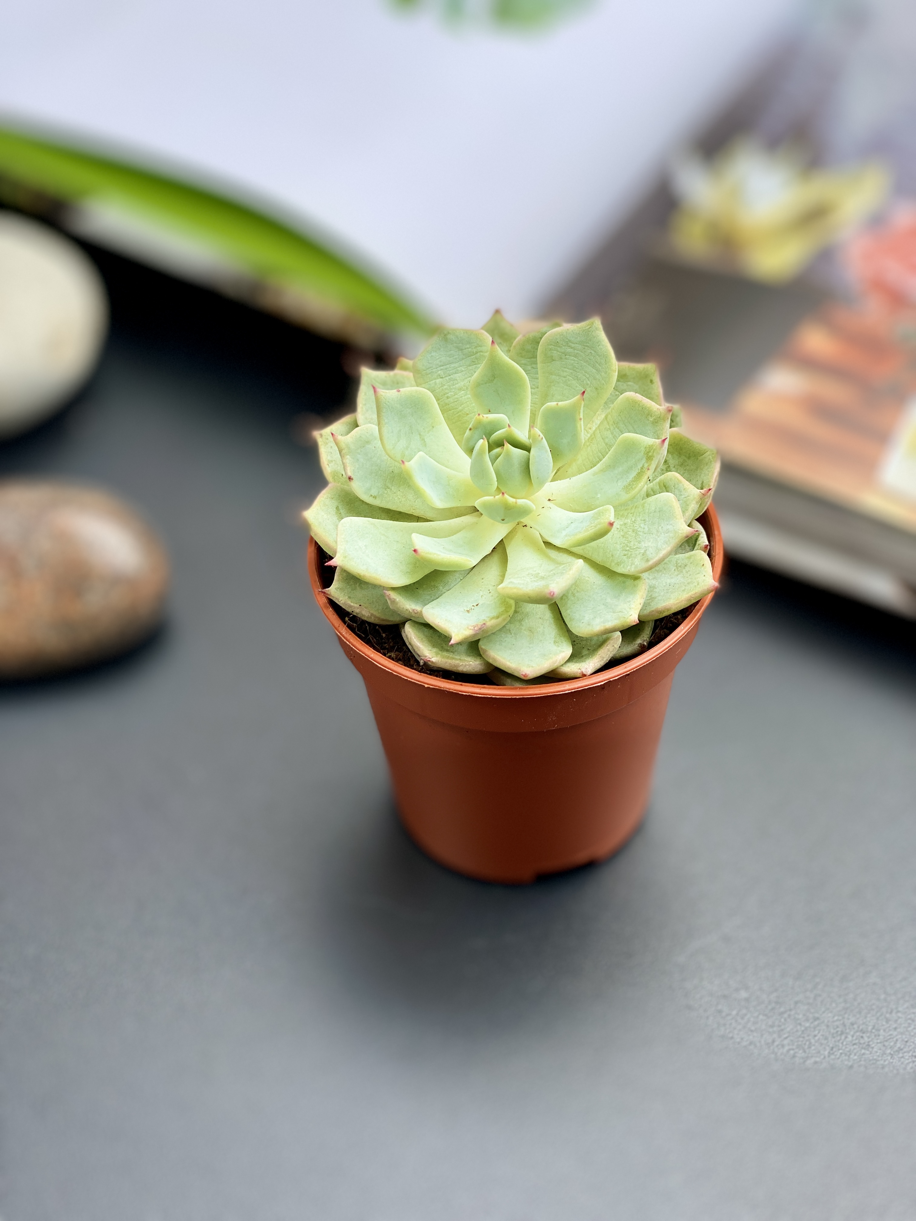 Эхеверия Деренберга Грин (Echeveria Derenbergii Green) D5см