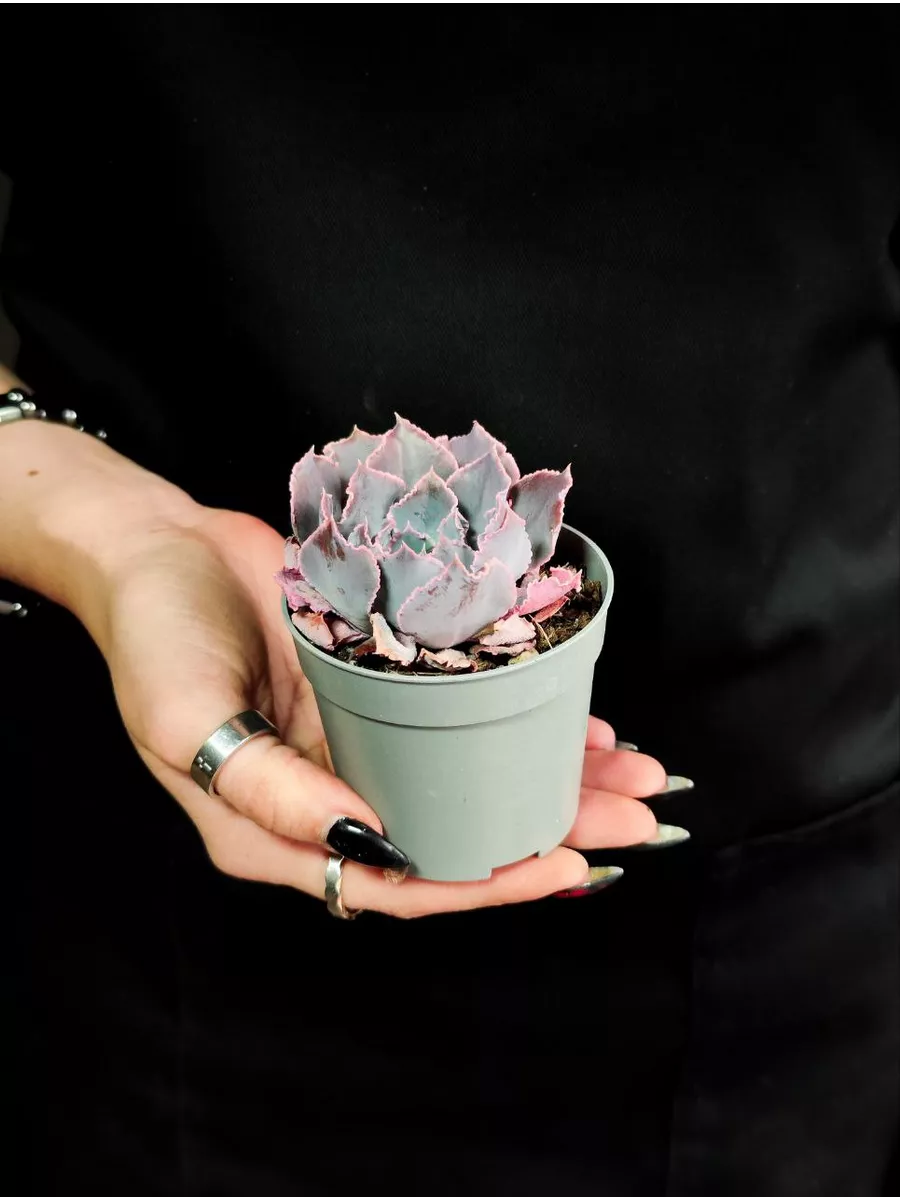 Эхеверия Шавиана Пинк Фриллс (Echeveria Shav.Pink Frills) D6,5см