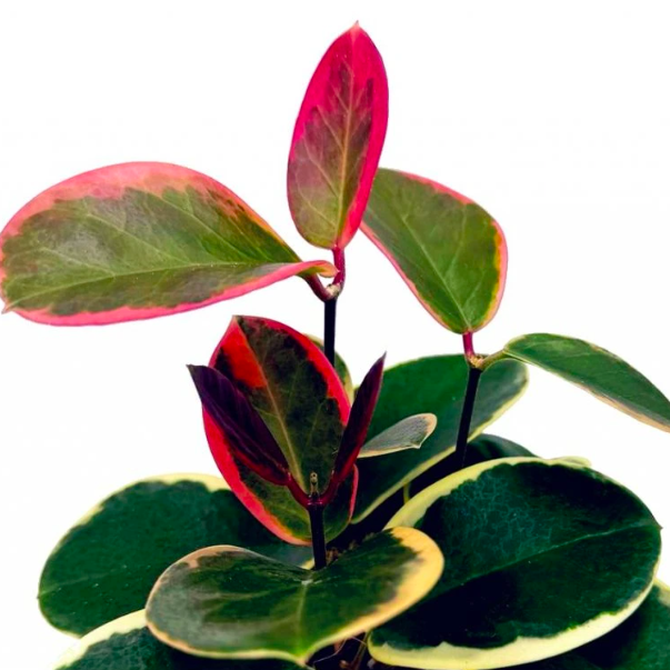 Хойя Аустралис Блонди (Hoya Australis Blondie) D10см