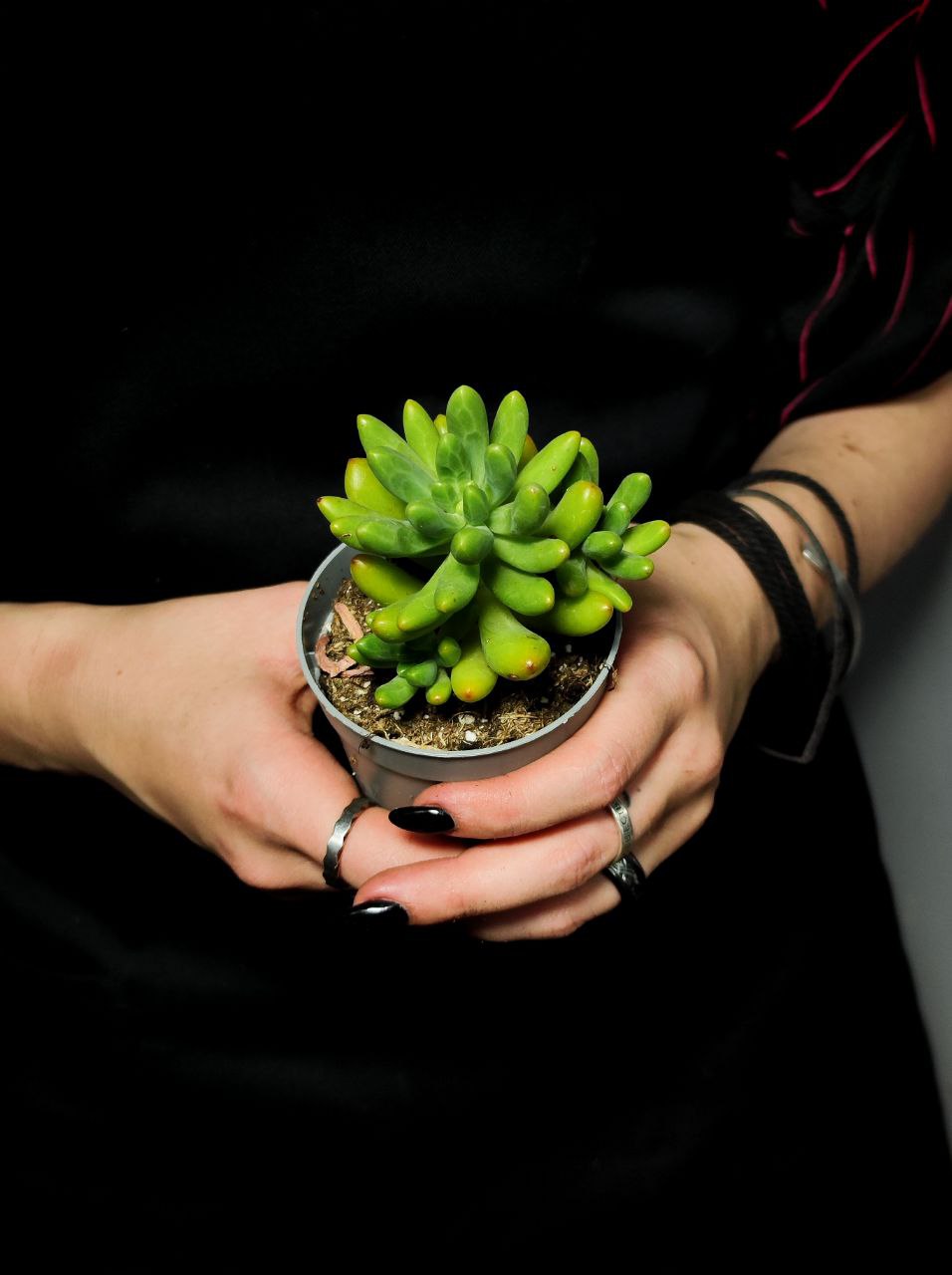 Седум Пахифиллюм (Sedum Pachyphyllum) D6,5см