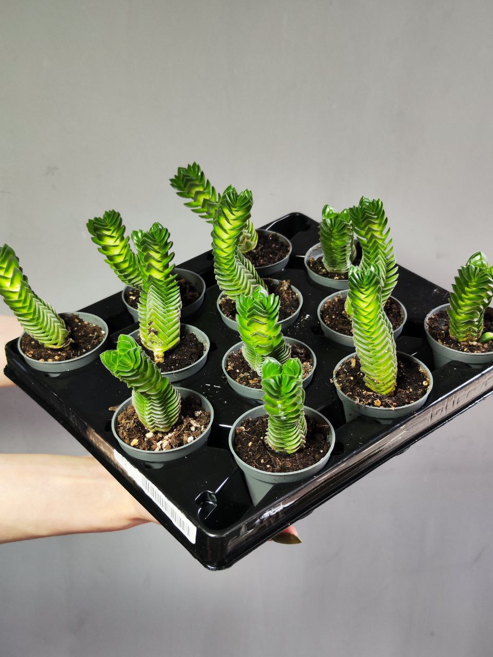 Крассула Храм Будды (Crassula Buddha´s Temple) D5см