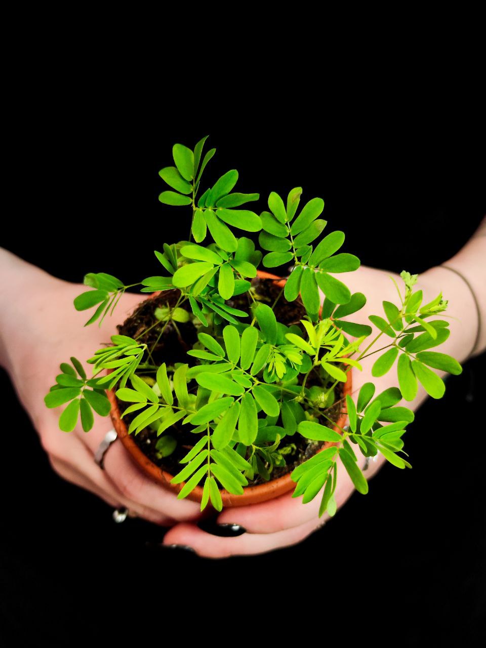 Стыдливая Мимоза (Mimosa Pudica) D9см