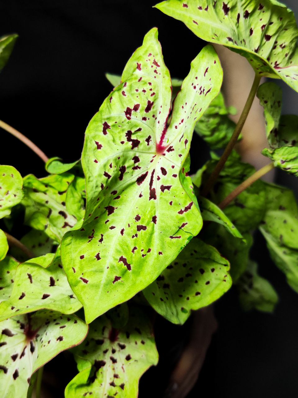 Каладиум Мисс Муффет (Caladium Miss Muffet) D12см