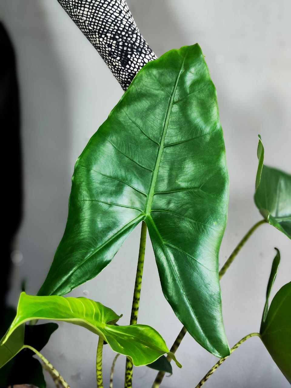 Алоказия Зебрина (Alocasia Zebrina) D21см