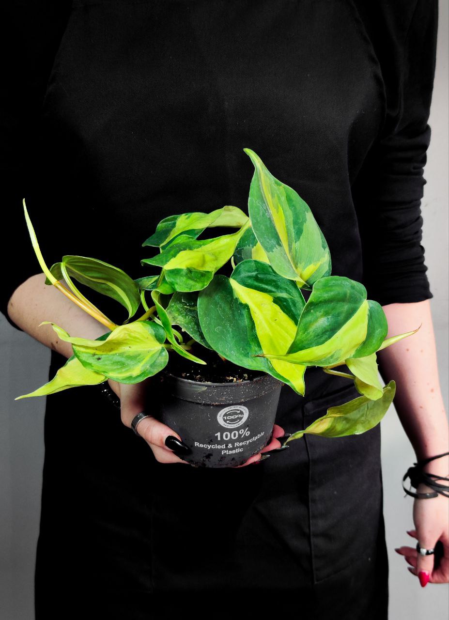 Филодендрон Сканденс Бразил (Philodendron Scandens Brazil) D12см