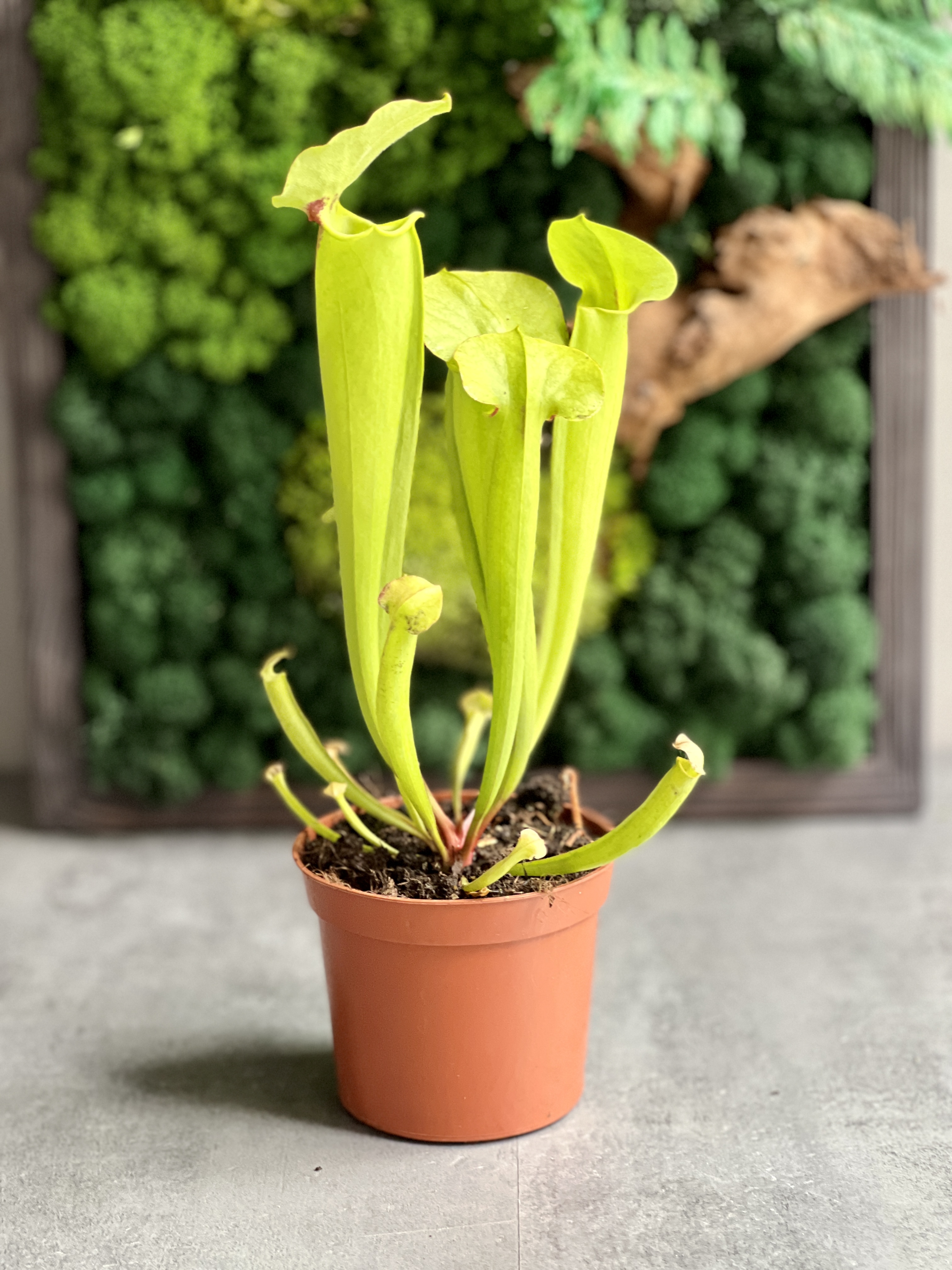 Саррацения Флава Гигантея (Sarracenia Flava Gigantea) D9см