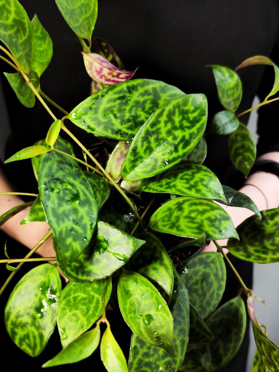 Эсхинантус Марморатус (Aeschynanthus Marmoratus) D12см
