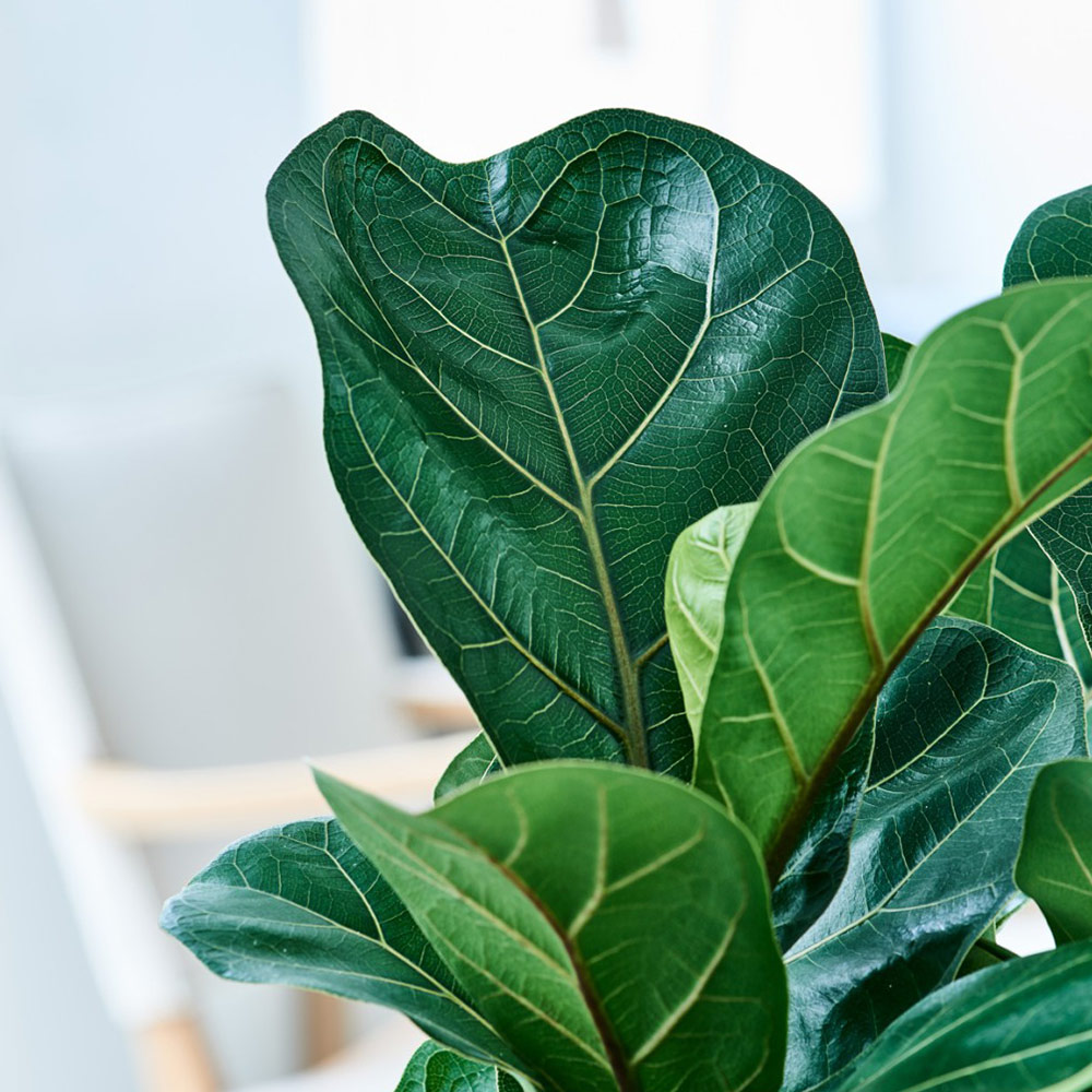 Фикус Лирата Компакта (Ficus Lyrata Compacta) D11см