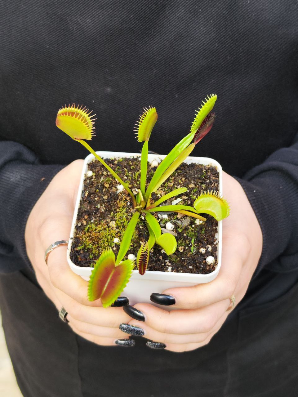 Венерина Мухоловка, Дионея Фейк Дракулы (Dionaea Muscipula Fake Dracula) D9см