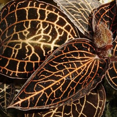 Орхидея Драгоценная Гибридная (Jewel Orchid Gibrid) D7см