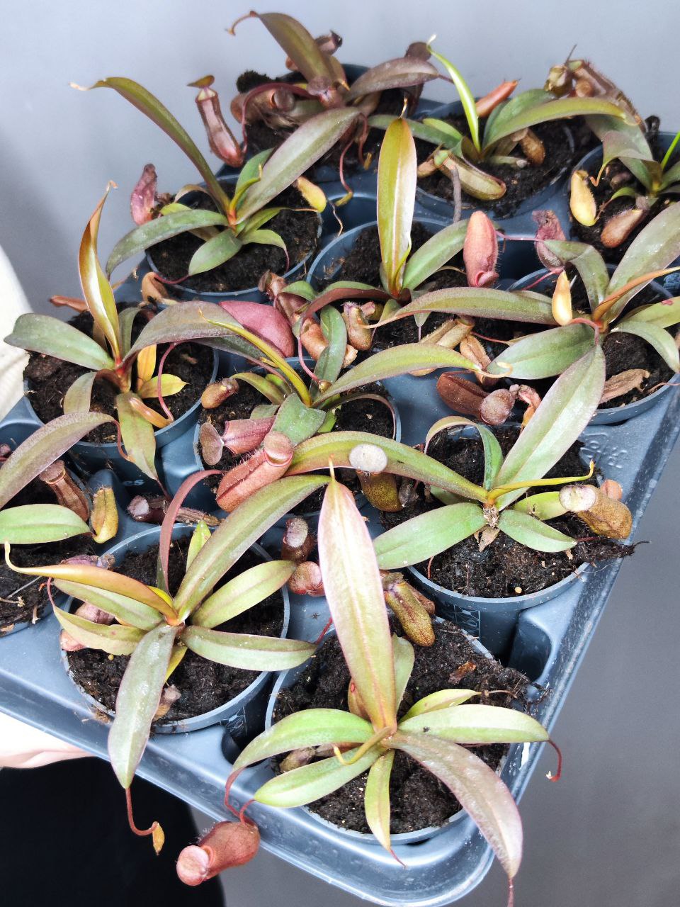 Непентес Сангвинея (Nepenthes Sanguinea) D9см