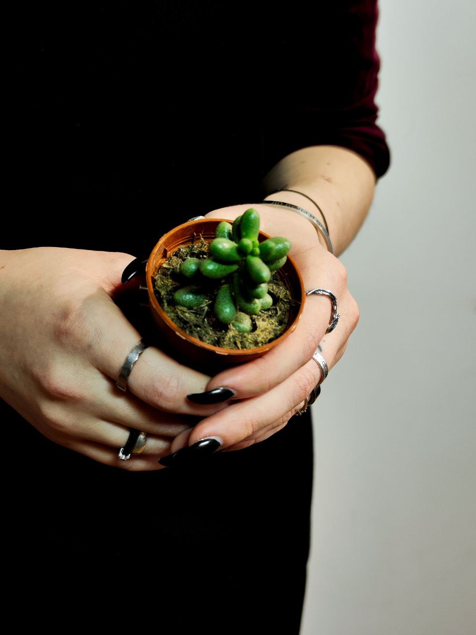 Седум Хернандеса (Sedum Hernandezii) D5см