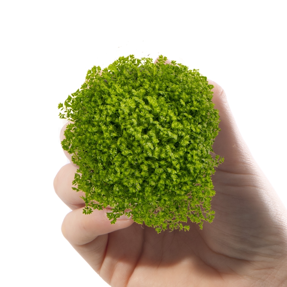Мох Луговой, Селагинелла Апода (Selaginella Apoda) D6см