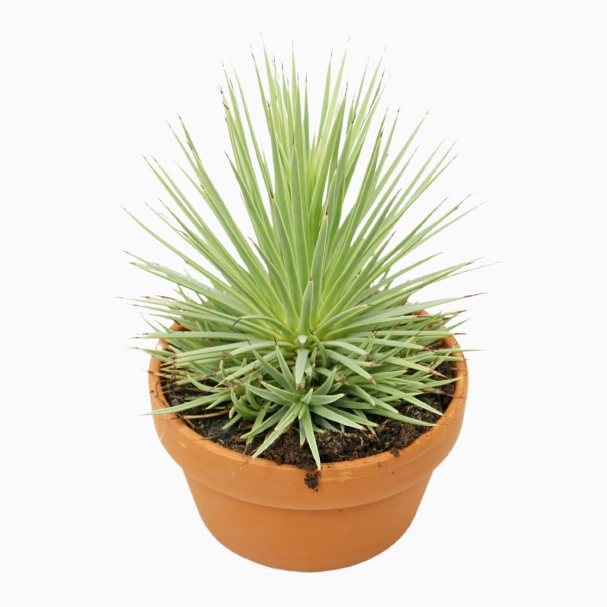 Агава Стрикта Нана (Agave Stricta Nana) D8,5см