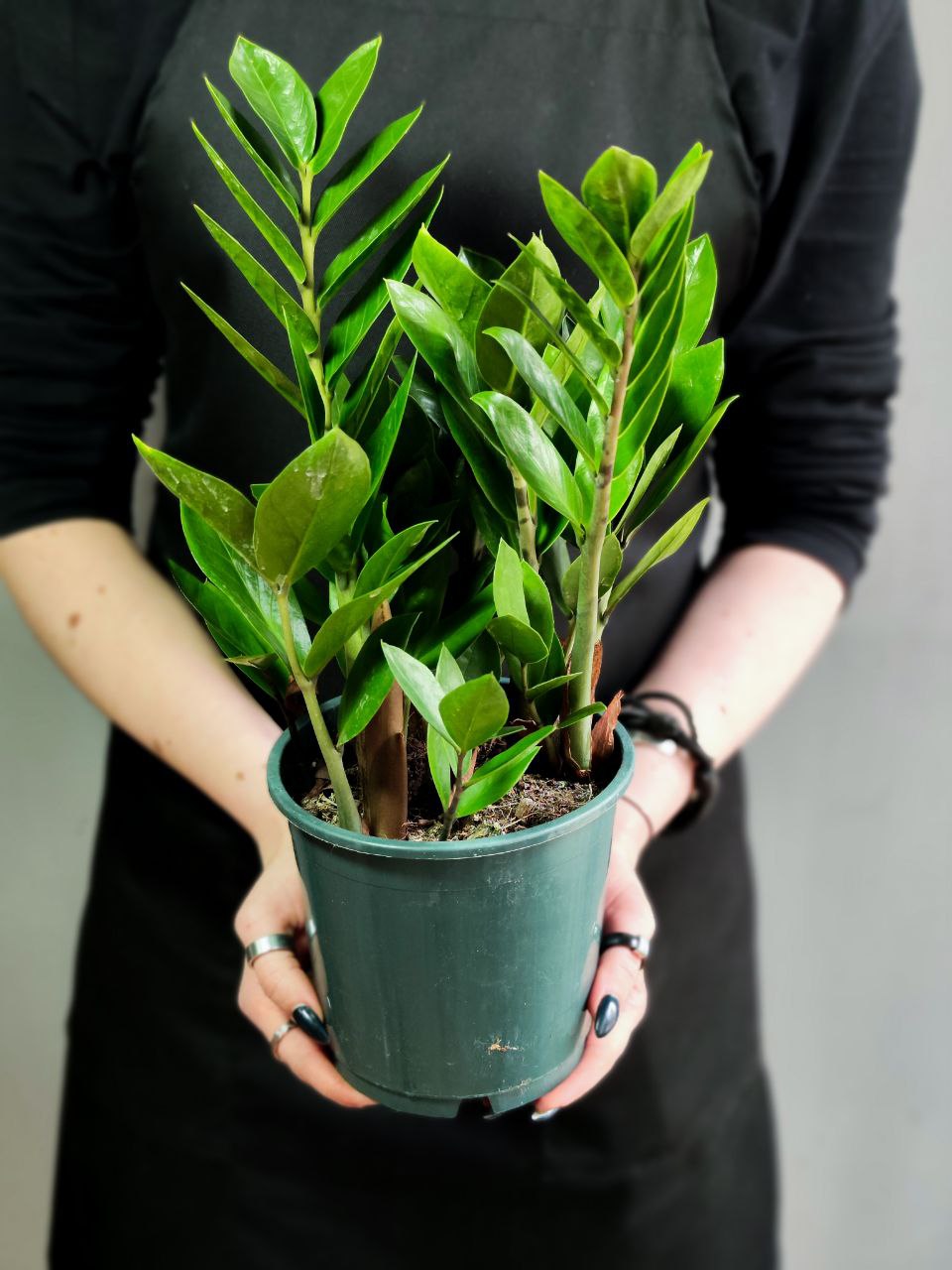 Замиокулькас Замиофолия (Zamioculcas Zamiifolia) D10см