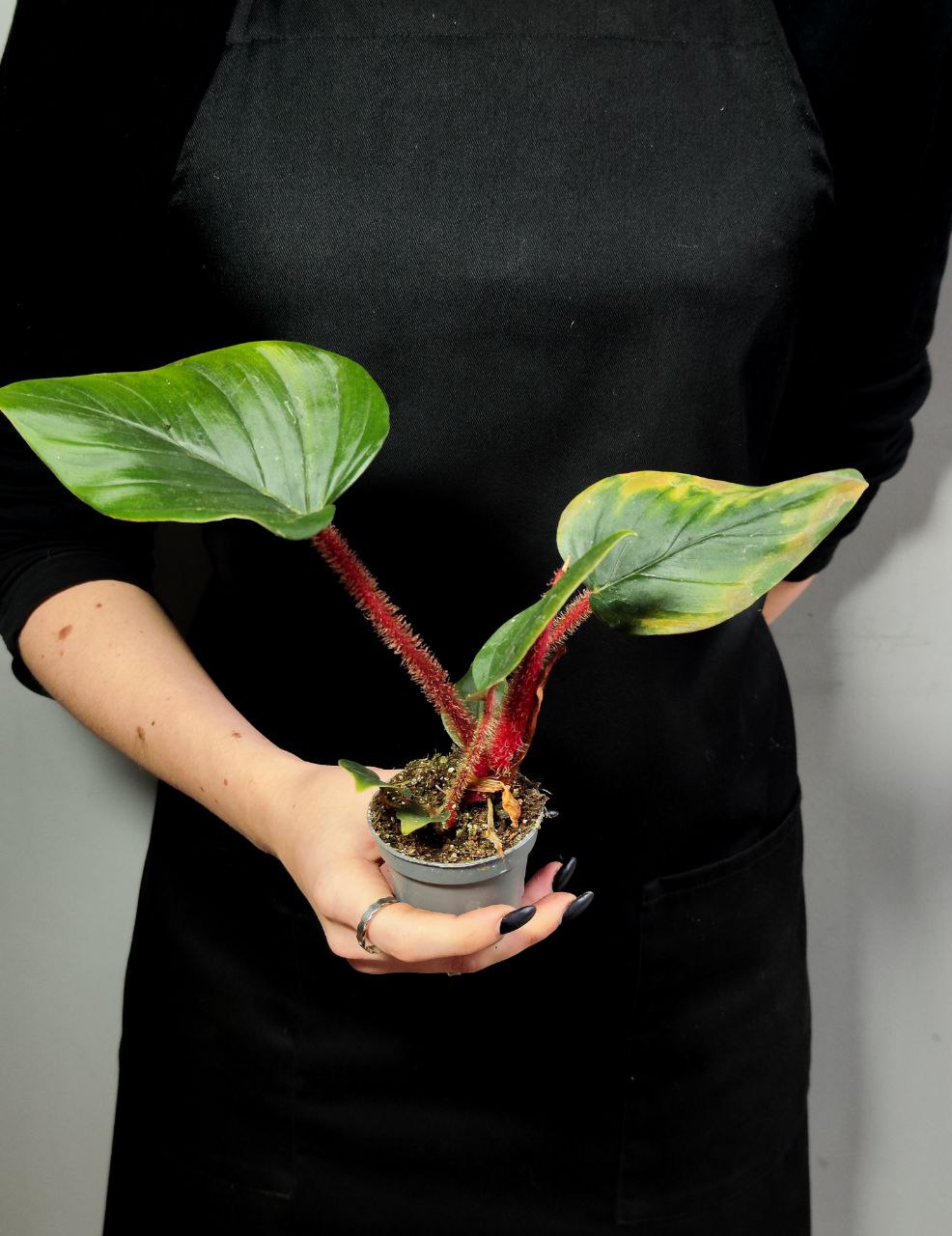 Филодендрон Сквамиферум (Philodendron Squamiferum) D6см