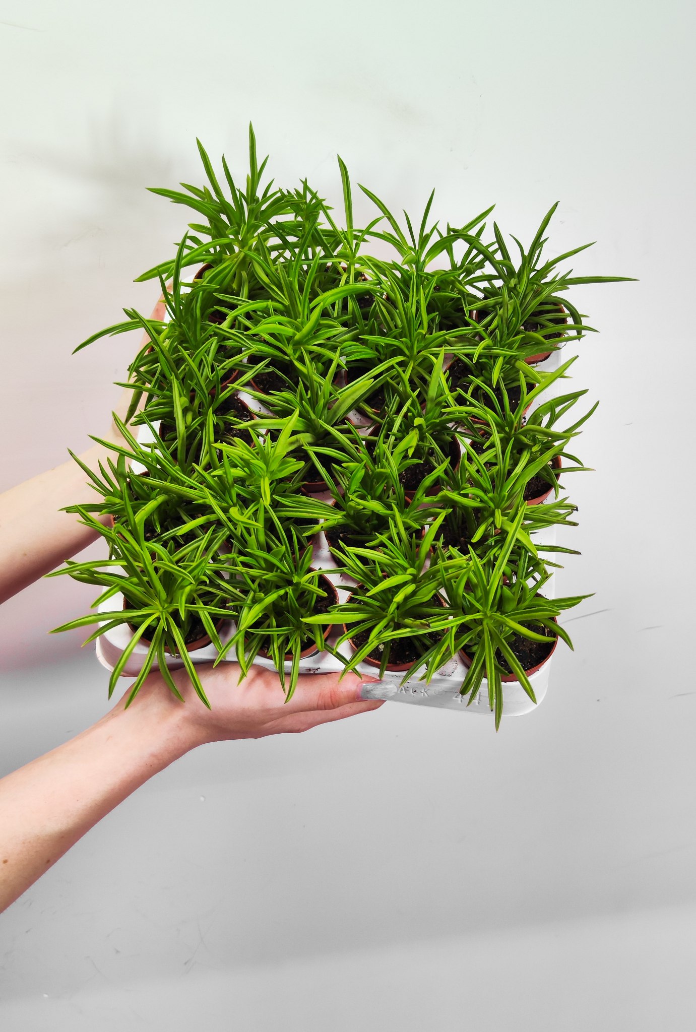 Крестовник Арчера Гималая (Senecio Archeri Himalaya) D6см