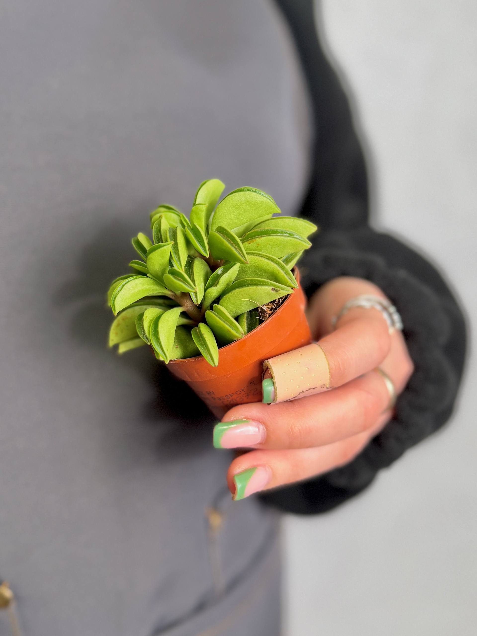 Пеперомия Долотовидная, или Долабриформис (Peperomia Dolabriformis) D5см