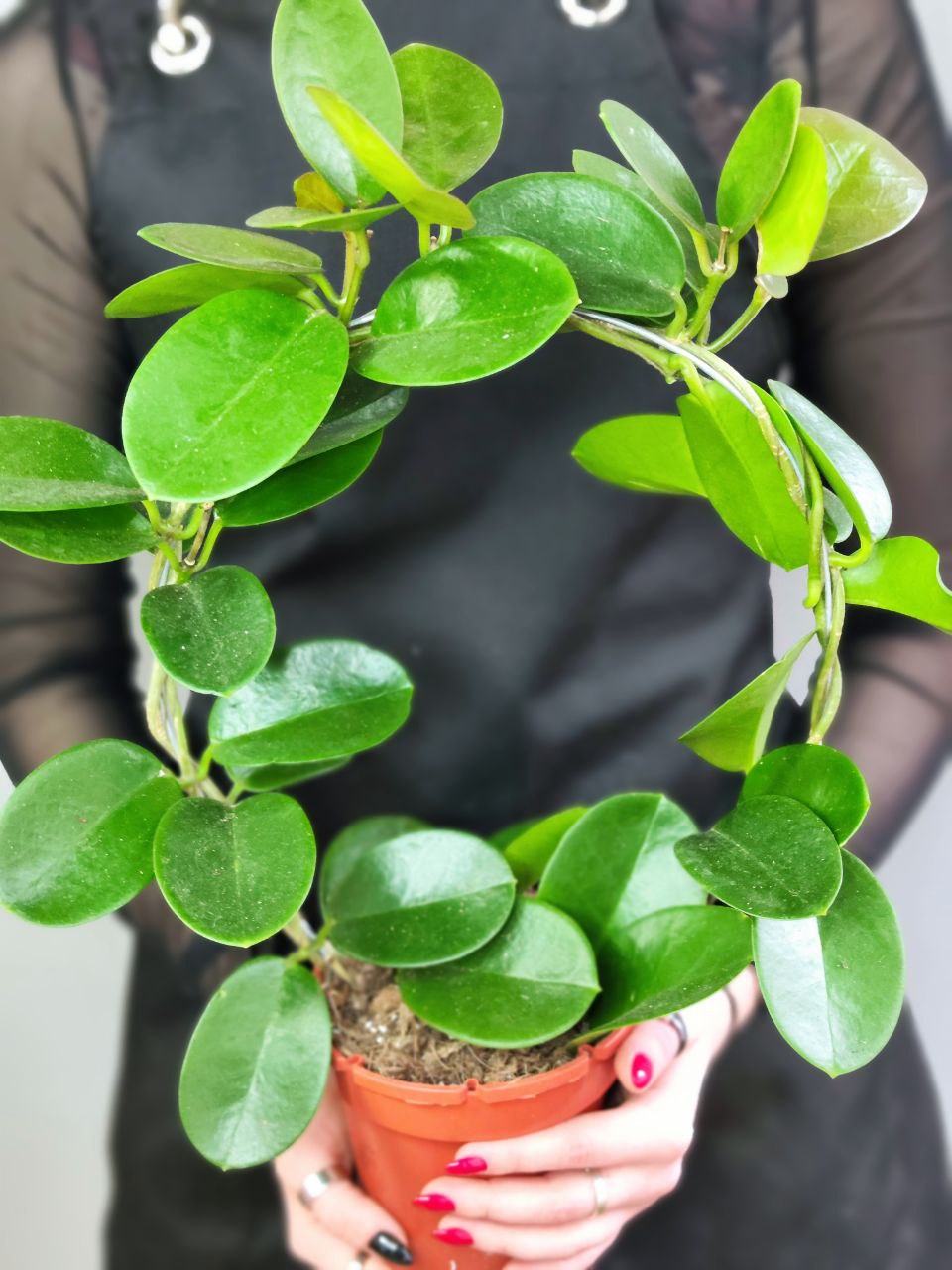 Хойя Аустралис на ободке (Hoya Australis) D12см