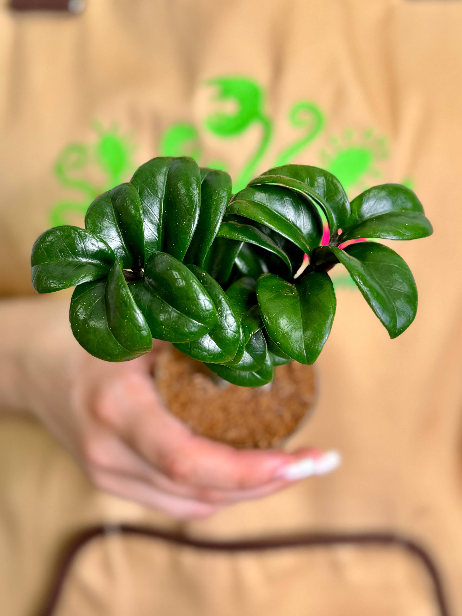 Замиокулькас Зензи Жук (Zamioculcas Zenzi Bug) D6см