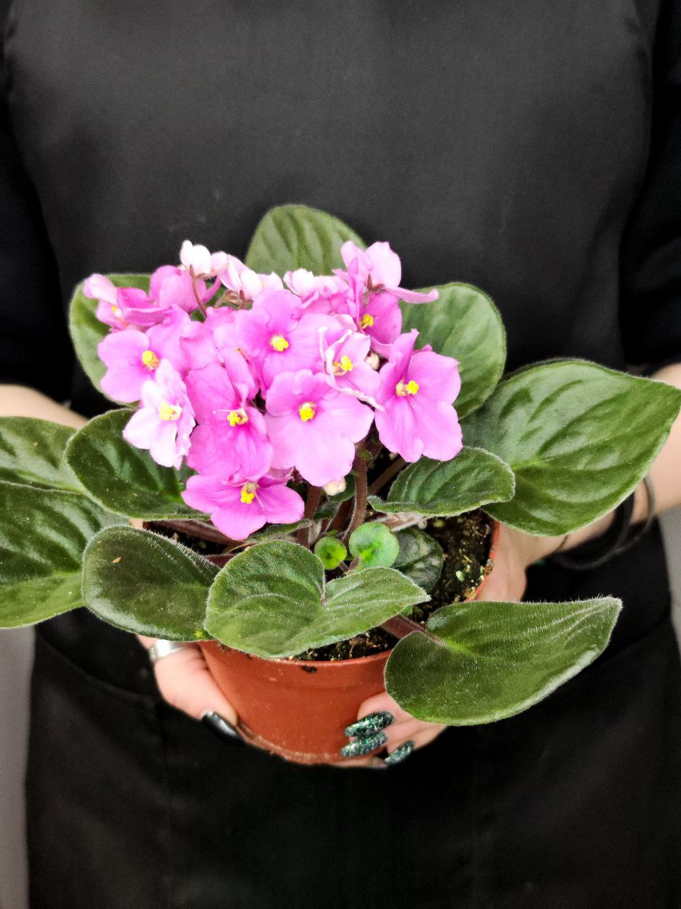 Сенполия Розовая, или Фиалка (Saintpaulia Pink) D10см