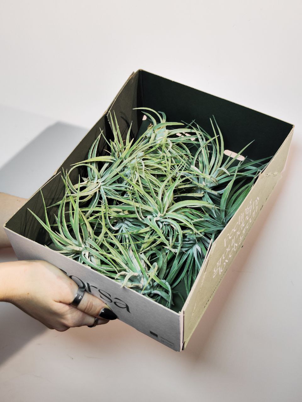 Тилландсия Кати (Tillandsia Kathy)