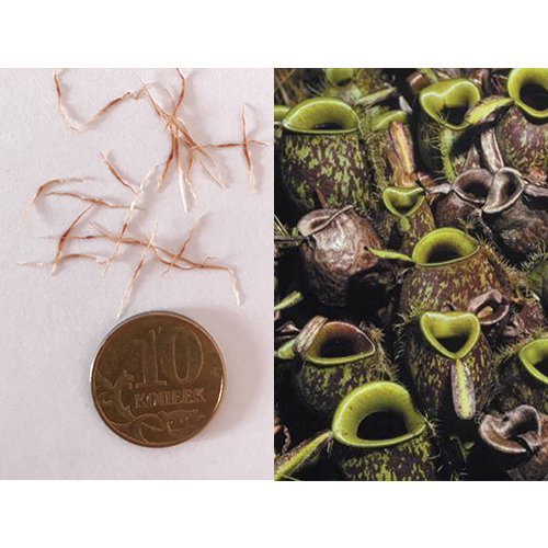 Семена Непентеса Ампуллария (Nepenthes ampullaria) 10 шт