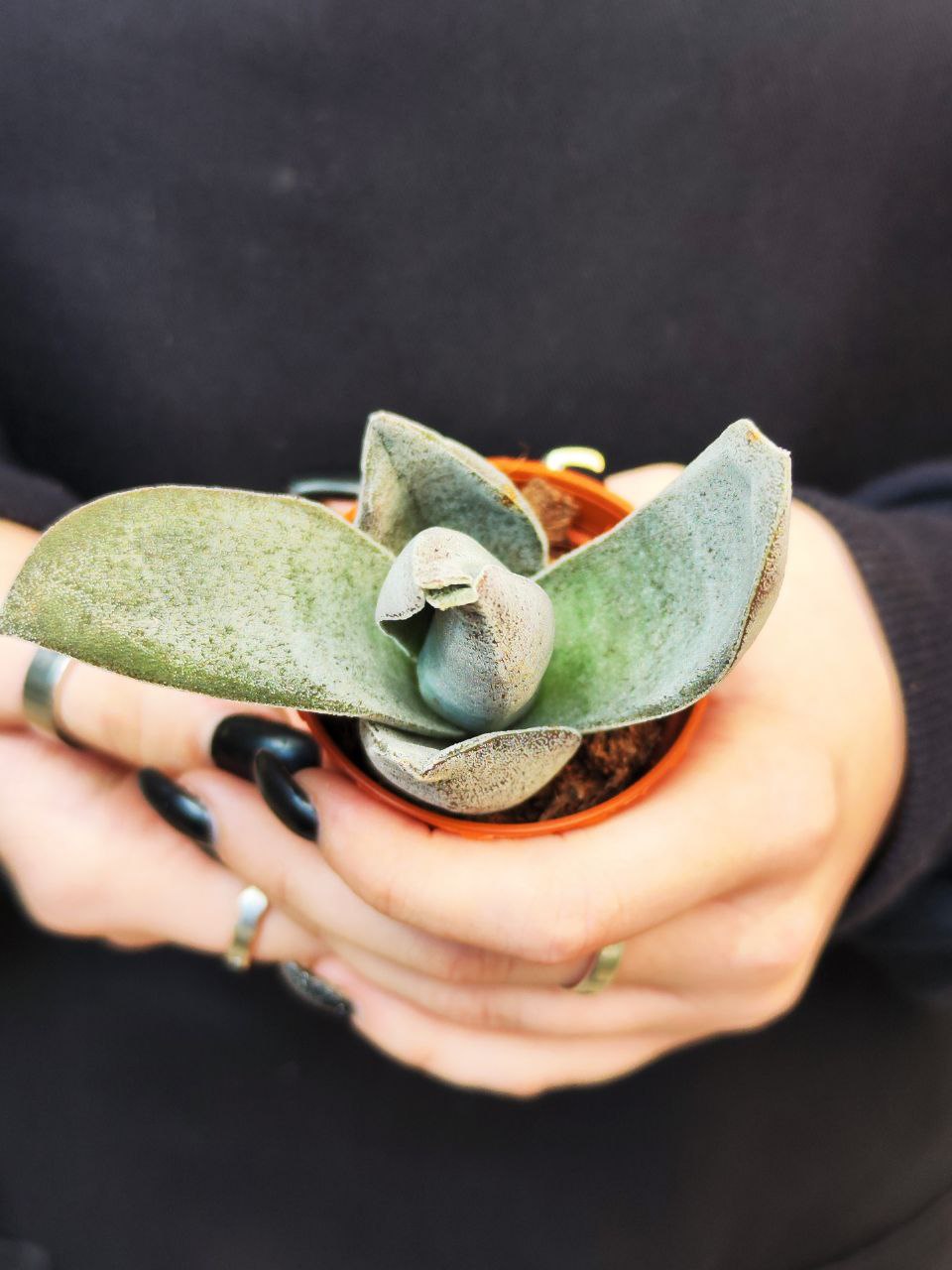 Крассула Гарнет Лотус (Crassula Garnet Lotus) D5см