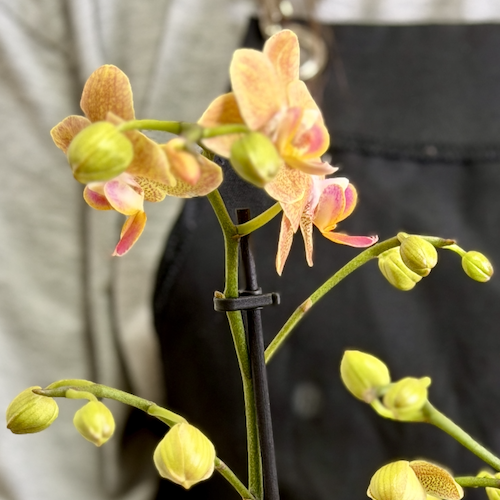 Фаленопсис Голдраш (Phalaenopsis Goldrush) D9см